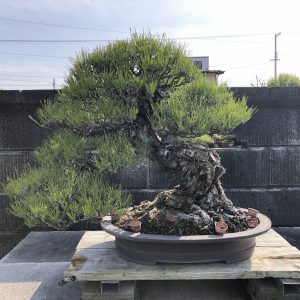 Bonsai