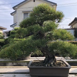 Bonsai E